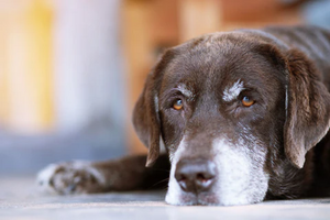 Pain Management for Dogs: How CBD Can Give Relief