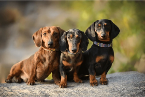 IVDD in Dachshunds: Symptoms, Treatment, Stages & Surgery Cost