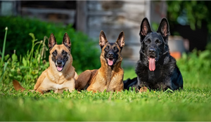 CBD for German Shepherds: Strength, Benefits & Side Effects