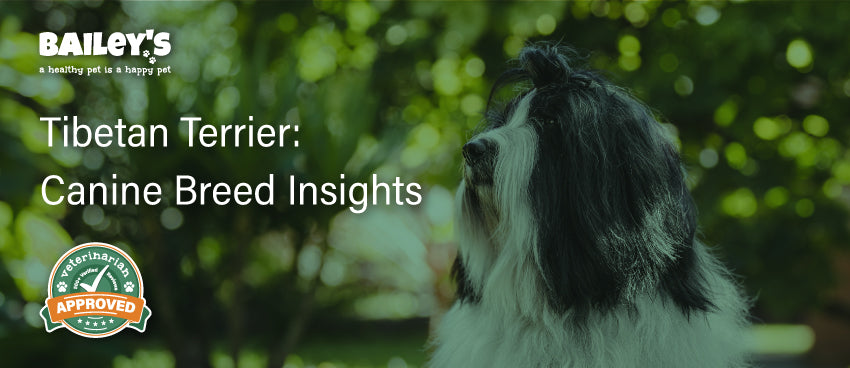 Tibetan Terrier: Canine Breed Insights Featured Banner