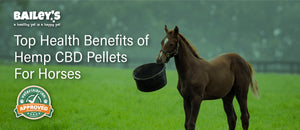 Top Health Benefits of Hemp CBD Pellets For Horses - Featured Banner