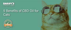 5 Benefits of CBD oil for Cats