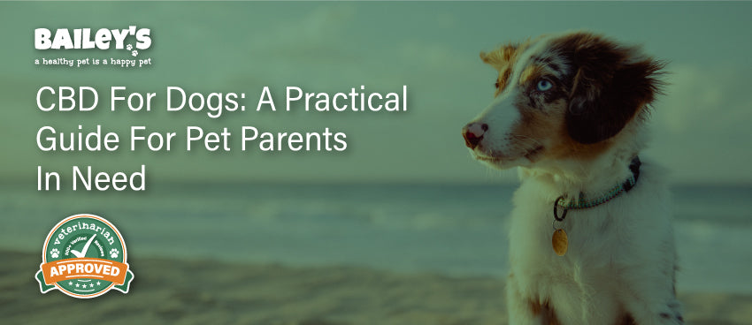 CBD For Dogs: A Practical Guide For Pet Parents In Need