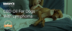 CBD Oil For Dogs With Lymphoma