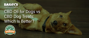 CBD Oil for Dogs vs CBD Dog Treats: Which Is Better?