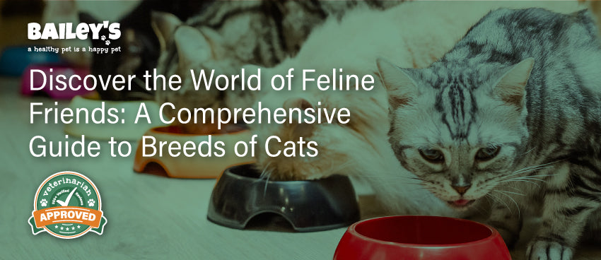 Discover the World of Feline Friends: A Comprehensive Guide to Breeds of Cats