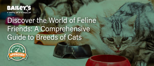 Discover the World of Feline Friends: A Comprehensive Guide to Breeds of Cats
