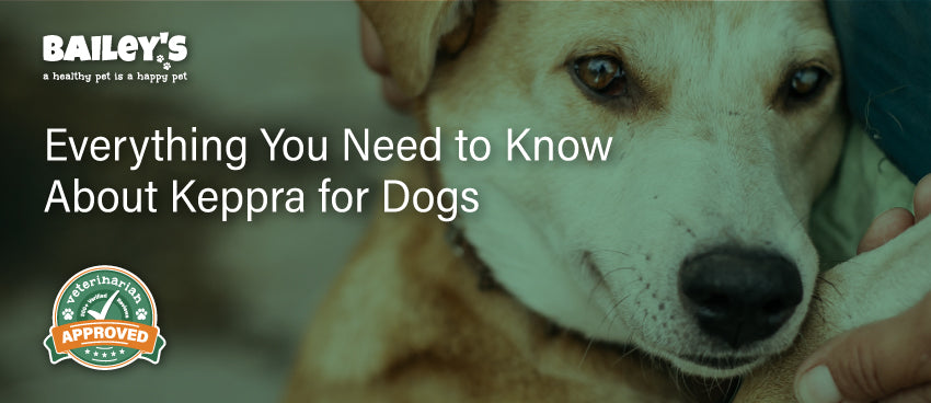 Keppra medication 2025 for dogs