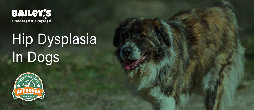Hip Dysplasia In Dogs - Bailey's CBD For Pets Blog Banner Image