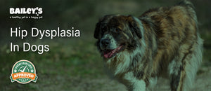 Hip Dysplasia In Dogs