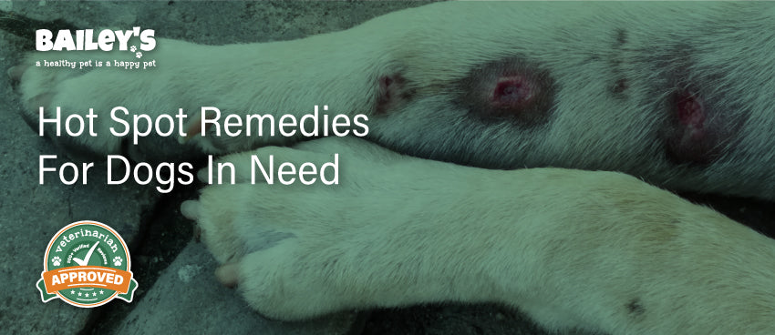 Hot Spot Remedies For Dogs In Need