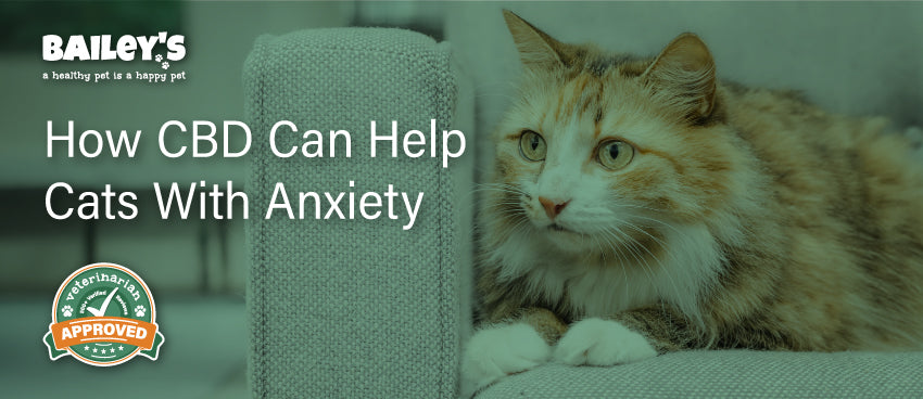 How CBD Can Help Cats With Anxiety