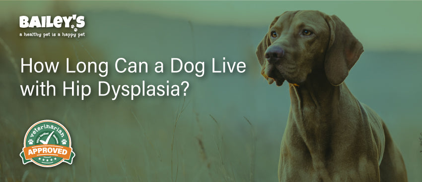 How Long Can a Dog Live with Hip Dysplasia?