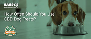 How Often Should You Use CBD Dog Treats?