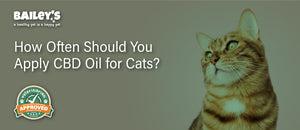 How Often Should You Apply CBD Oil for Cats?