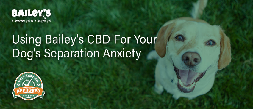 Cbd dog treats for hotsell separation anxiety