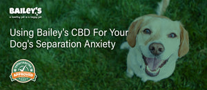 Using Bailey's CBD For Your Dog's Separation Anxiety