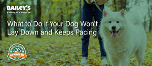 What to Do if Your Dog Won't Lay Down and Keeps Pacing - Bailey's CBD Blog