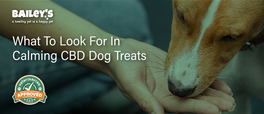 What To Look For In Calming CBD Dog Treats