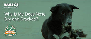 Why Is My Dogs Nose Dry and Cracked?