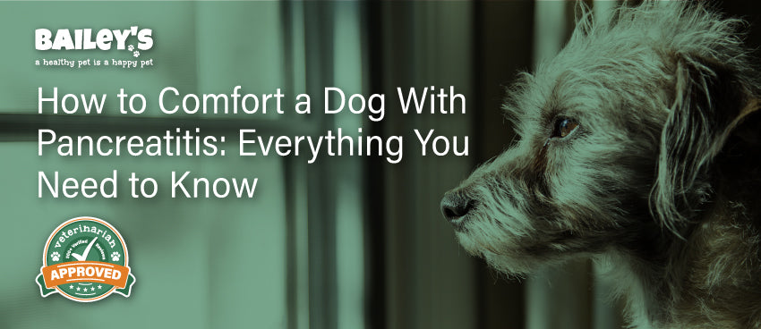 how to comfort a dog with pancreatitis