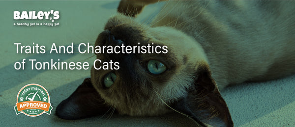 Traits and Characteristics of Tonkinese Cats