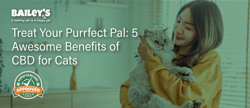 Treat Your Purrfect Pal: 5 Awesome Benefits of CBD for Cats - Featured Banner