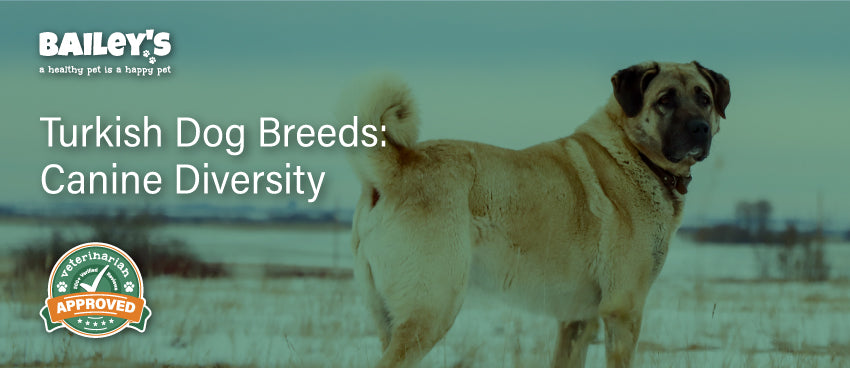 Turkish Dog Breeds: Canine Diversity - Blog Featured Image