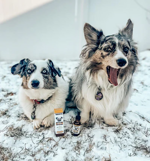 CBD Oil vs. Hemp Oil for Dogs with Itchy Skin: Uses, Side Effects & Which is Better?