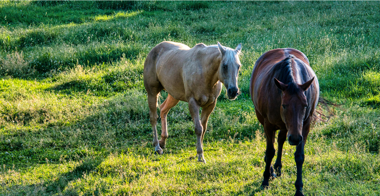 American Quarter Horse Diet: Best Feed & Meal Plan