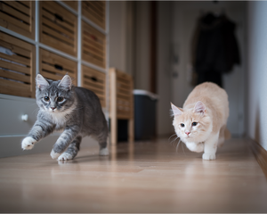 How Do I Stop Cat Zoomies At Night: Routine, Exercise & Tips For (Near) Immediate Calming Down