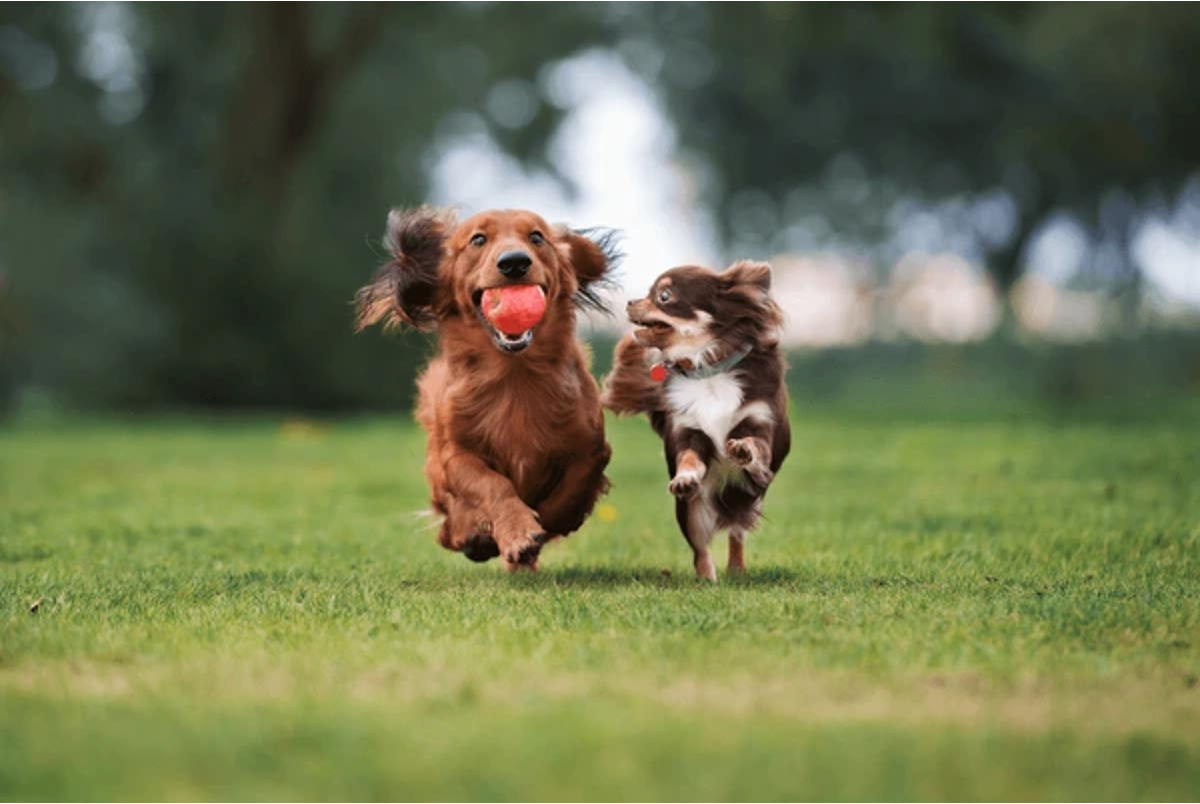 CBD for Dogs to Help Them Sleep: Dosage, Benefits & Side-Effects