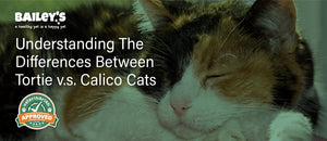 Understanding the Differences Between Tortie vs. Calico Cats