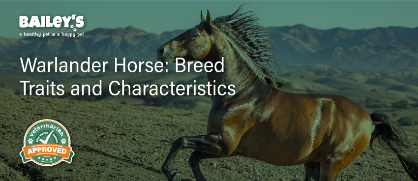 Warlander Horse: Breed Traits and Characteristics - Blog Featured Image