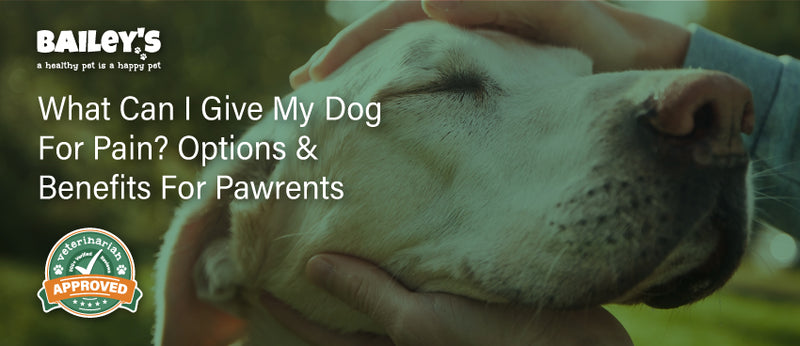 how can i help my dogs pain