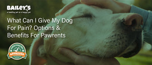 What Can I Give My Dog For Pain? Options & Benefits For Pawrents Featured Banner