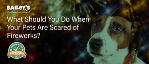 What Should You Do When Your Pets Are Scared of Fireworks? - Featured Banner