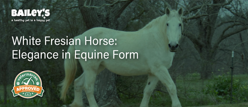 White Friesian Horse - Elegance in Equine Form - Bailey's CBD Blog Featured Banner Image