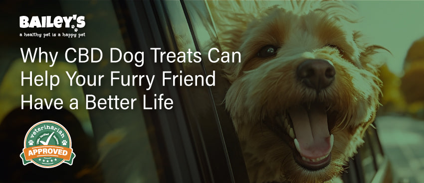 Why CBD Dog Treats Can Help Your Furry Friend Have a Better Life - Featured Banner