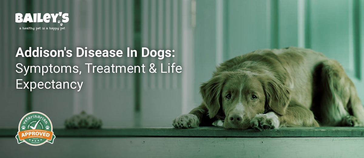 Addison's Disease In Dogs: Symptoms, Treatment & Life Expectancy - Bailey's CBD featured banner