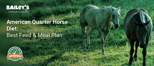 American Quarter Horse Diet: Best Feed & Meal Plan - two horses walking on a green grassy field - Bailey's CBD featured banner