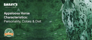 Appaloosa Horse Characteristics: Personality, Colors & Diet - appaloosa horse grazing in a lush green pasture - Bailey's CBD featured banner