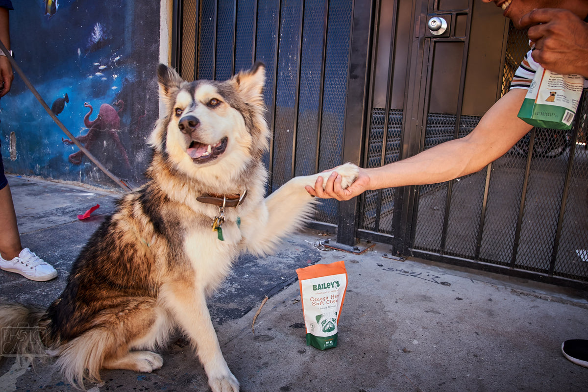 Check Out Our Latest Interview With Voyage LA!