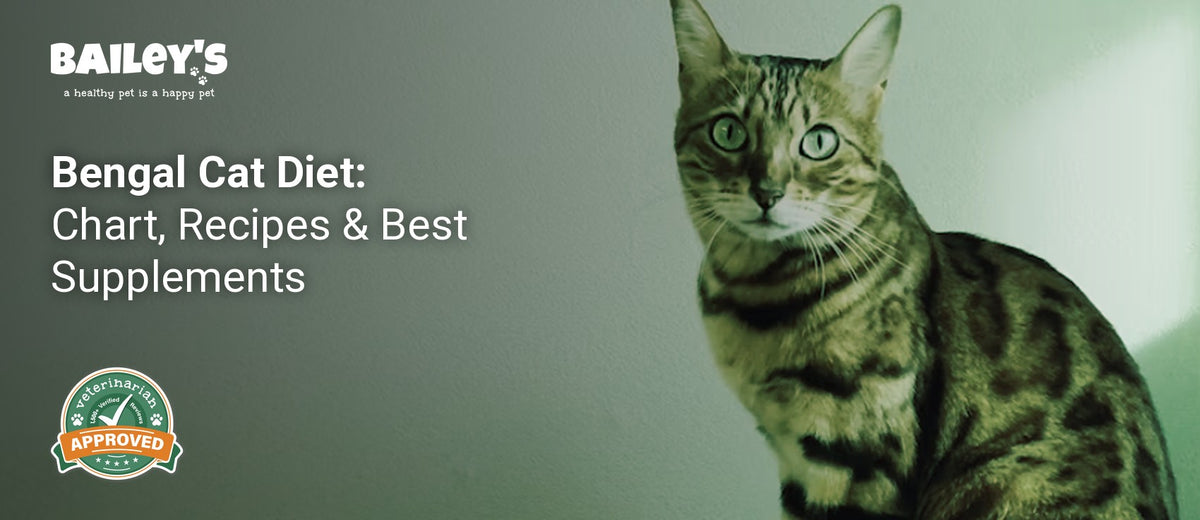 Bengal Cat Diet: Chart, Recipes & Best Supplements - Bailey's CBD featured banner