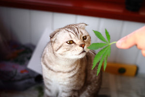 How To Give Your Cat CBD Oil