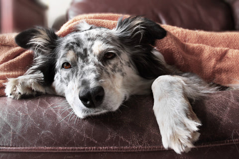 CBD for Dogs: What Is the Best CBD Oil for Dogs With Cancer?
