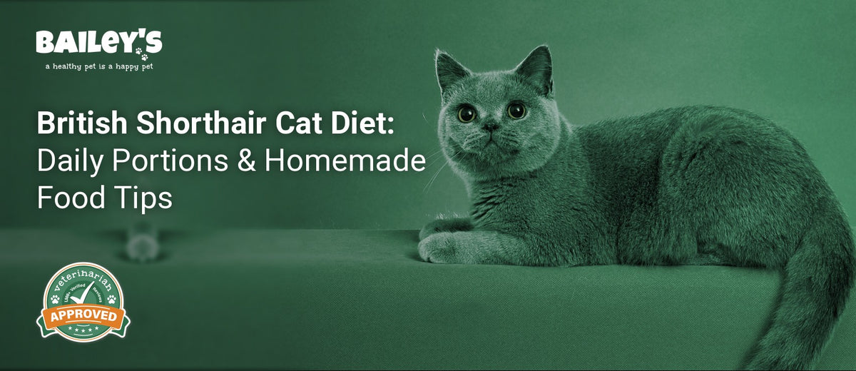British Shorthair Cat Diet: Daily Portions & Homemade Food Tips - british Shorthair cat - Bailey's CBD featured banner