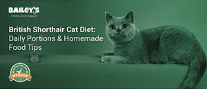 British Shorthair Cat Diet: Daily Portions & Homemade Food Tips - british Shorthair cat - Bailey's CBD featured banner