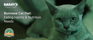 Burmese Cat Diet: Eating Habits & Nutrition Needs - a Burmese Cat - Bailey's CBD featured banner