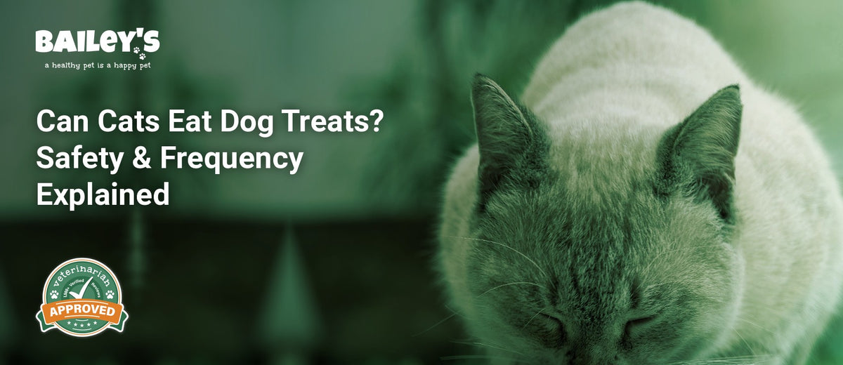 Can Cats Eat Dog Treats? Safety & Frequency Explained - a cat eating from a stainless steel pet bowl - Bailey's CBD featured banner